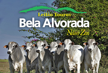 LEILÃO TOUROS BELA ALVORADA NELORE ZAN